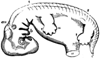 Human embryo, about seven weeks old.