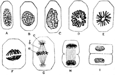Karyokinesis of a typical tissue-cell (epithelium of Salamander).