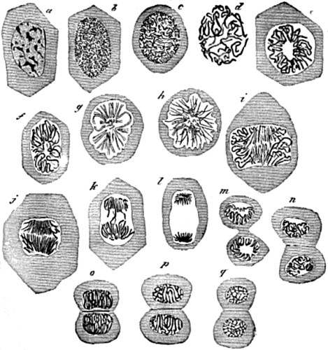 Successive changes in the nucleus of an epithelium cell, preparatory to division of the cell.