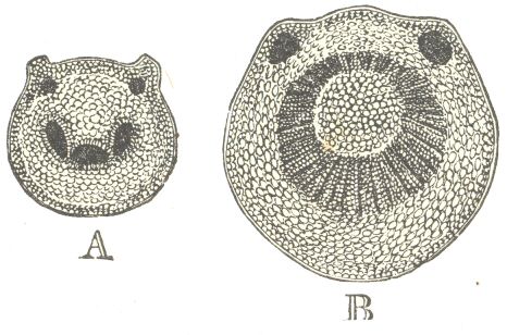 Fig. 4.  Solanum jasminoides.  A. Section of the petiole in its ordinary state.  B. Section of the petiole some weeks after it had clasped a stick, as shown in fig. 2