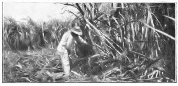 SUGAR-CANE GROWING IN CUBA