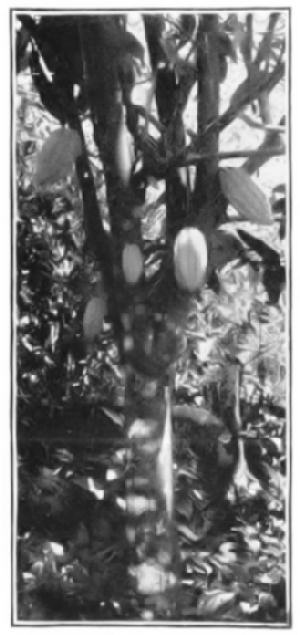CACAO-TREE
