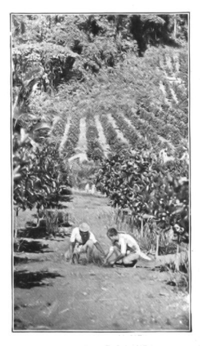 COFFEE PLANTATION NEAR JOLO, PHILIPPINE ISLANDS