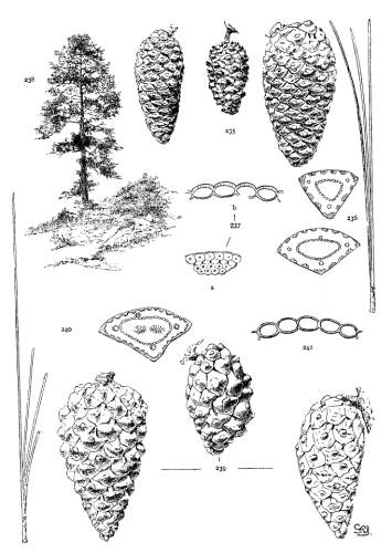 PLATE XXVII. P. TEOCOTE (235-238), LAWSONII (239-241)