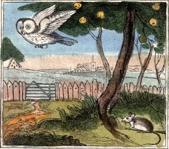 mouse hiding from owl