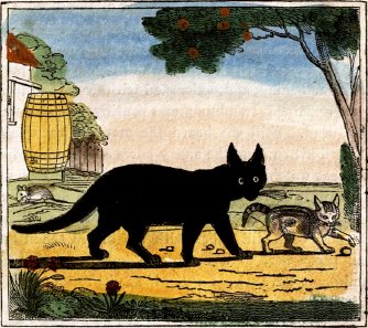 cat with kitten