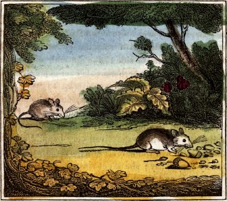 two mice