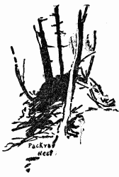Pack-rat nest