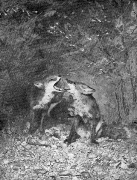 VI. Foxes quarrelling  Captive; photo by E. T. Seton