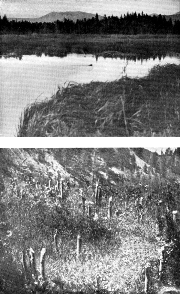 VII. Beaver: (a) Pond and house; (b) Stumps of tree cut and removed by Beaver, near Yancey's, 1897  Photos by E. T. Seton