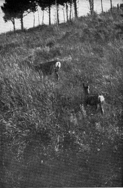 X. Blacktail Family  Photo by E. T. Seton