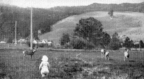 XII. A young investigator among the Deer at Fort Yellowstone  Photo by E. T. Seton