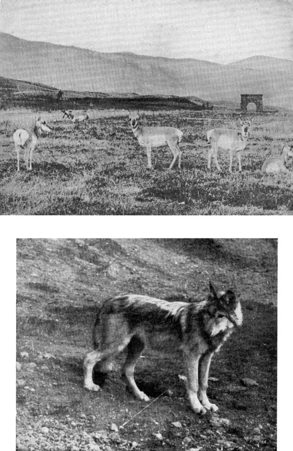 XX. Near Yellowstone Gate: (a) Antelope Photo by F. Jay Haynes  (b) Captive Wolf Photo by E. T. Seton