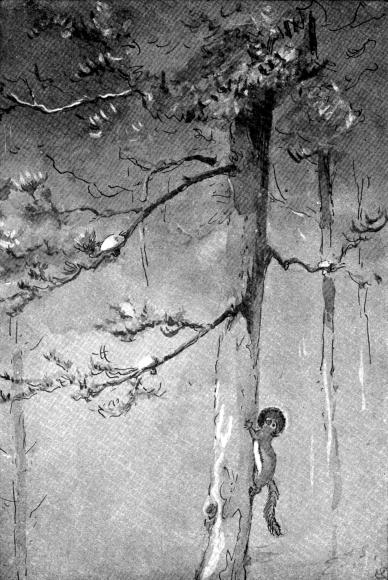 XXV. Red-squirrel storing mushrooms for winter use  Sketched from life in the Selkirk Mountains, by E. T. Seton