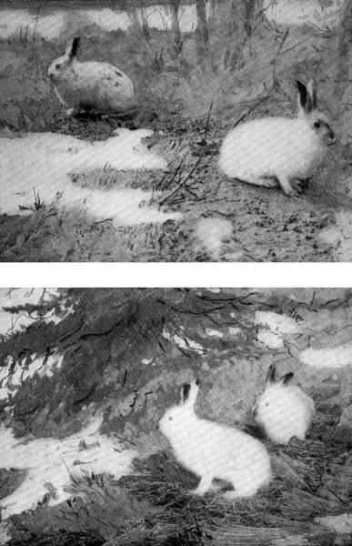 XXVII. The Snowshoe Hare is a cross between a Rabbit and a Snowdrift  Captives; photo by E. T. Seton