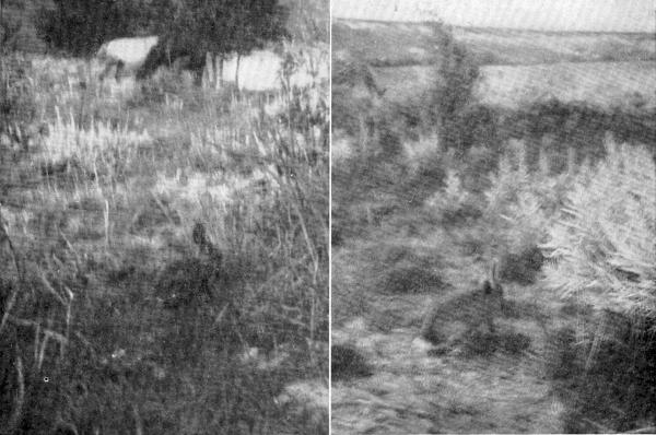 XXVIII. The Cottontail freezing  Photos after sunset, by E. T. Seton