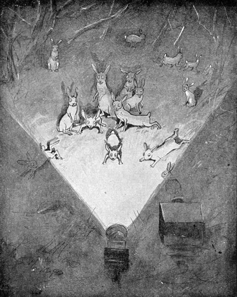 XXXI. Snowshoe Rabbits fascinated by the lantern  Sketched in the Bitterroot Mts. by E. T. Seton