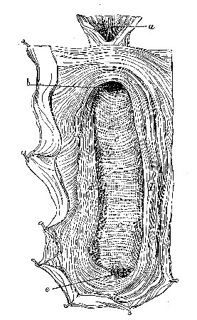 View of Gastro-duct, after Flourens.
