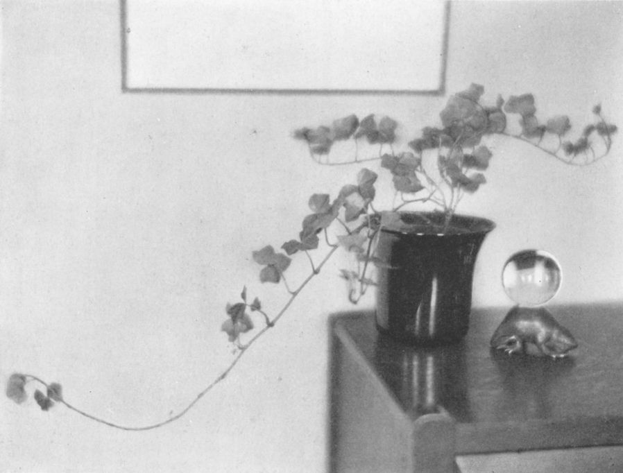 IVY AND OLD GLASSBy Clara E. Sipprell, New York City IVY AND OLD GLASS, By Clara E. Sipprell, New York City
