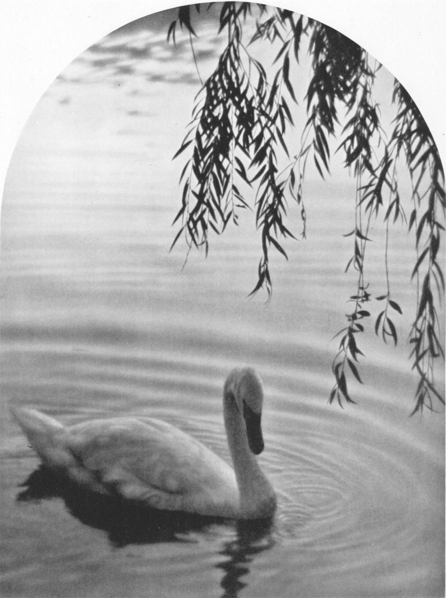 A DECORATIVE PANELBy Thos. O. Sheckell, Salt Lake City, Utah A DECORATIVE PANEL, By Thos. O. Sheckell, Salt Lake City, Utah