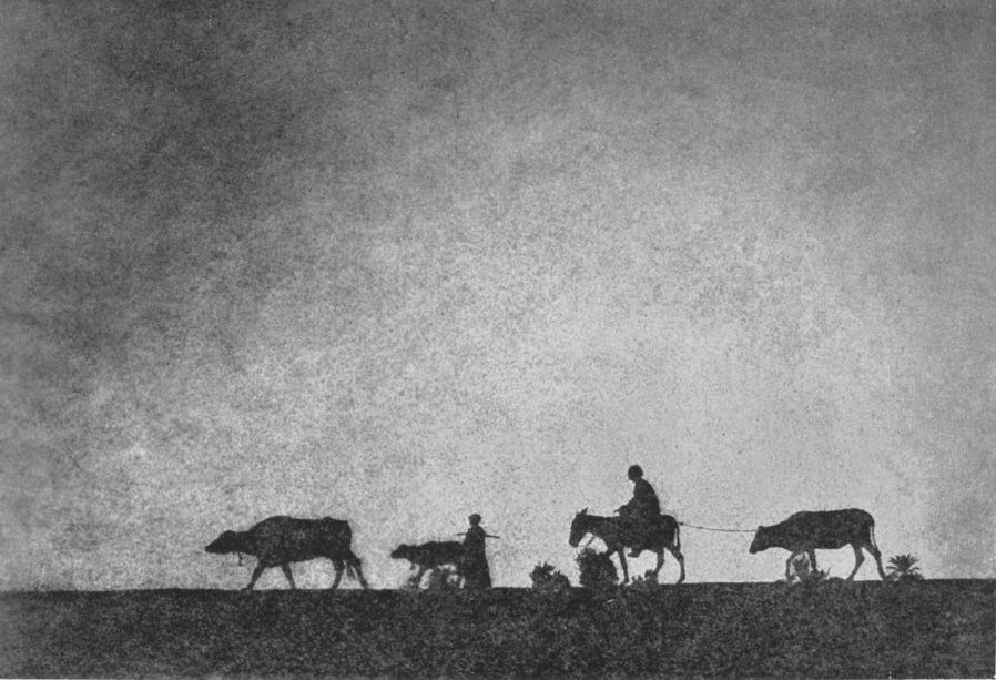 SILHOUETTES—EGYPTBy Julia Marshall, Duluth, Minn. SILHOUETTES—EGYPT, By Julia Marshall, Duluth, Minn.