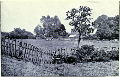 THE REARING PADDOCK