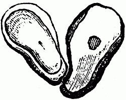 Oyster