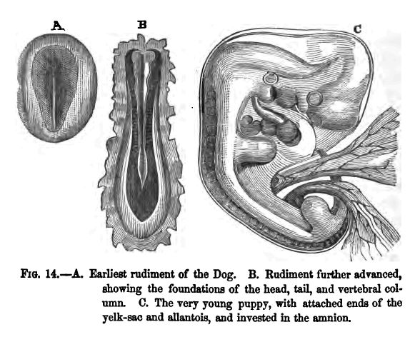 Fig. 14.--earliest Rudiment of the Dog. B. Rudiment Further Advanced, Showing the Foundations of The Head, Tail, And Vertebral Column. C. The Very Young Puppy, With Attached Ends of The Yelk-sac and Allantois, And Invested in the Amnion.