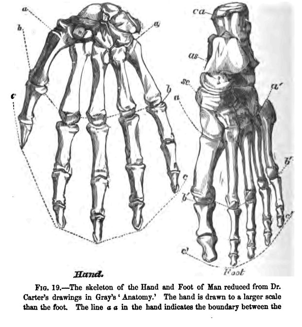 Fig. 19--the Skeleton of the Hand and Foot Of Man Reduced From Dr. Carter's Drawings in Gray's 'anatomy.' the Hand is Drawn To A Larger Scale Than the Foot. The Line 'a A' in The Hand Indicates The Boundary Between the Carpus and The Metacarpus; 'b B' That Between The Latter and the Proximal Phalanges; 'c C' Marks The Ends of The Distal Phalanges. The Line 'a' A'' in The Foot Indicates The Boundary Between The Tarsus and Metatarsus; 'b' B'' Marks That Between the Metatarsus And the Proximal Phalanges; and 'c' C'' Bounds The Ends of The Distal Phalanges; 'ca', the Calcaneum; 'as', The Astragalus; 'sc', The Scaphoid Bone in the Tarsus.