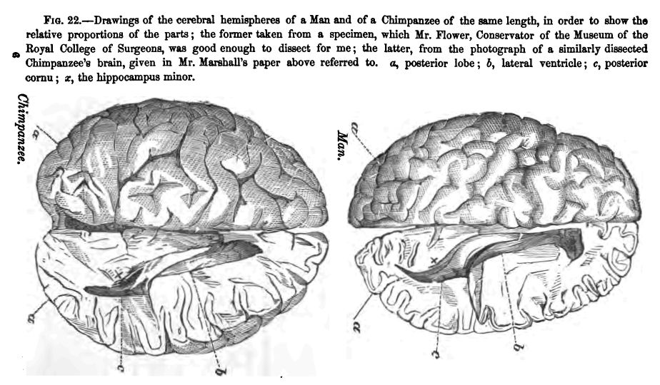 Fig. 22.--drawings of the Cerebral Hemispheres Of a Man And of a Chimpanzee Of the Same Length, in Order to Show The Relative Proportions of the Parts: The Former Taken from a Specimen, Which Mr. Flower, Conservator of the Museum Of The Royal College Of Surgeons, Was Good Enough to Dissect for Me; the Latter, from The Photograph Of A Similarly Dissected Chimpanzee's Brain, Given in Mr. Marshall's Paper Above Referred To. 'a', Posterior Lobe; 'b', Lateral Ventricle; 'c', Posterior Cornu; 'x', the Hippocampus Minor.
