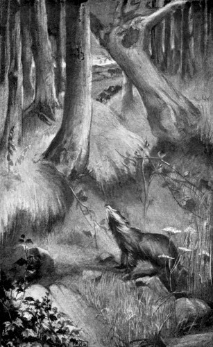 “HE CLIMBED FROM HIS DOORWAY, AND STOOD MOTIONLESS, WITH UPLIFTED NOSTRILS, INHALING EACH BREATH OF SCENT.”