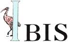 Ibis Ibis