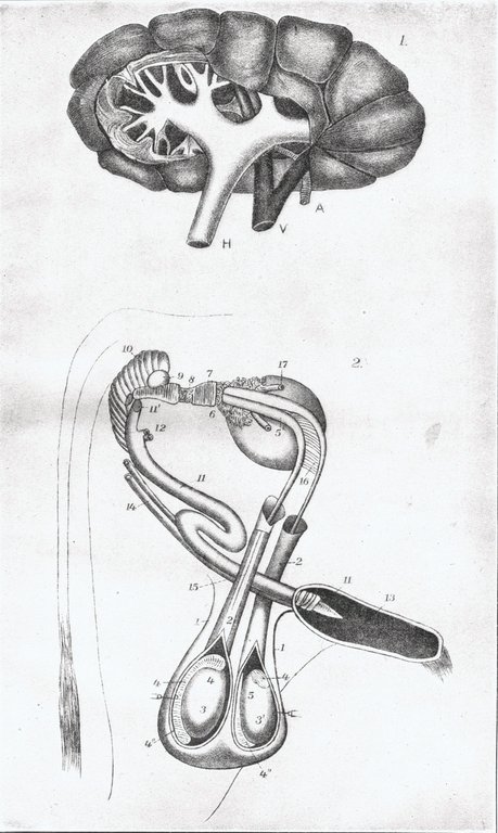 PLATE IX.