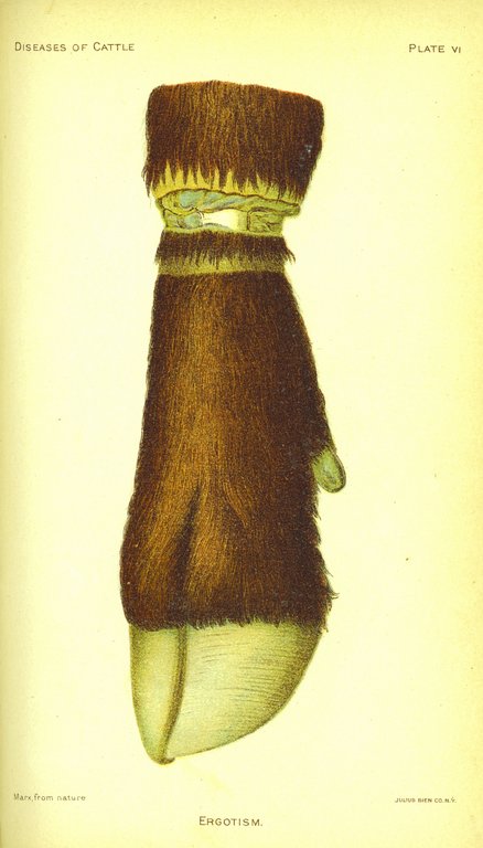 PLATE VI.