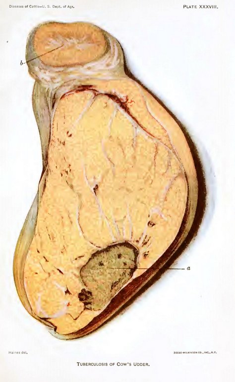 PLATE XXXVIII.