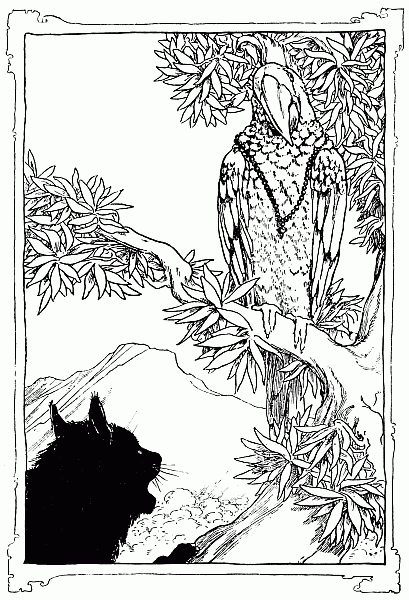 Cat and parrot