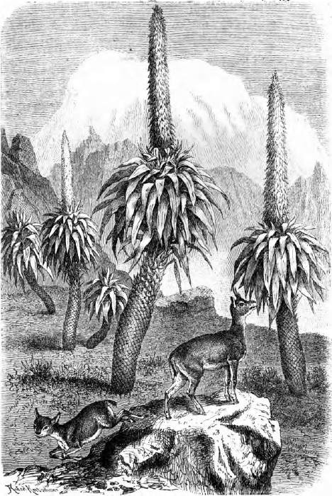 Rhynchopetalum montanum. Im Hintergrunde der Bachit, im Vordergrunde Klippspringer. Originalzeichnung von Robert Kretschmer. Rhynchopetalum montanum. Im Hintergrunde der Bachit, im Vordergrunde Klippspringer. Originalzeichnung von Robert Kretschmer.