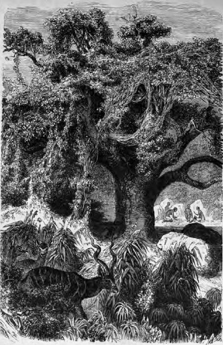Baobab mit Schlingpflanzen, im Vordergrunde Agaseen-Antilopen. Zeichnung von Robert Kretschmer. Baobab mit Schlingpflanzen, im Vordergrunde Agaseen-Antilopen
