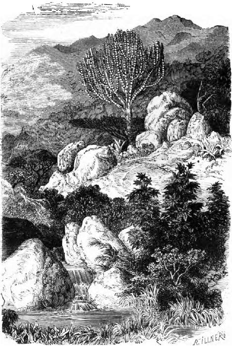 Landschaft mit Kronleuchter-Euphorbien und Mimosen. Zeichnung von Robert Kretschmer. Landschaft mit Kronleuchter-Euphorbien und Mimosen