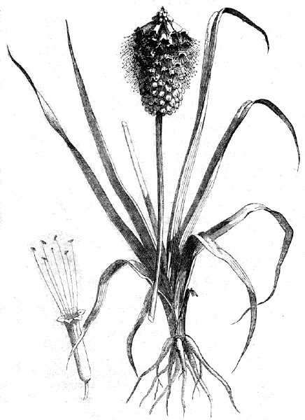 Obitus abessinica. Nach Lejean. Obitus abessinica