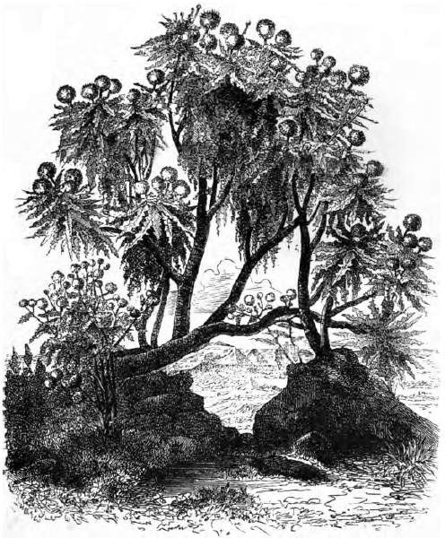 Die riesige Kugeldistel. Originalzeichnung von E. Zander. Die riesige Kugeldistel