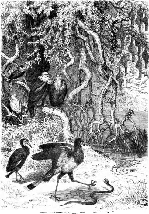 Abessinische Vögel. Originalzeichnung von Robert Kretschmer. Hornvogel. Ohrengeier. Webervögel. Schmuzgeier. Eisvogel. Hornrabe. Schlangenadler. Schattenvogel. Abessinische Vögel