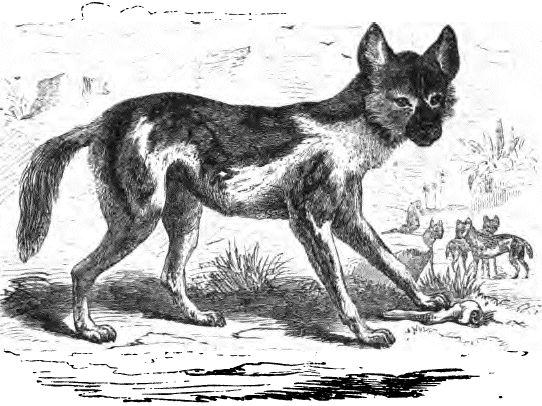 Gemalter Hund (Lycaon pictus). Gemalter Hund (Lycaon pictus)