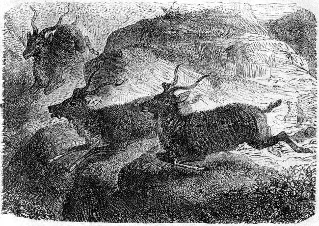 Agaseen- oder Kudu-Antilopen. Agaseen- oder Kudu-Antilopen