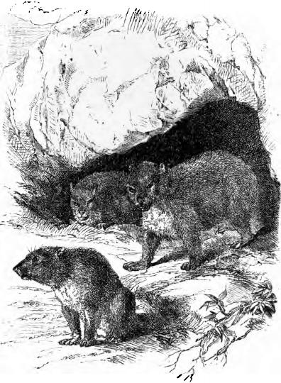 Klippschliefer (Hyrax abessinicus). Klippschliefer (Hyrax abessinicus)