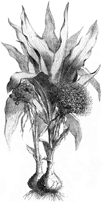 Oenanthus multiflorus. Nach Lejean. Oenanthus multiflorus
