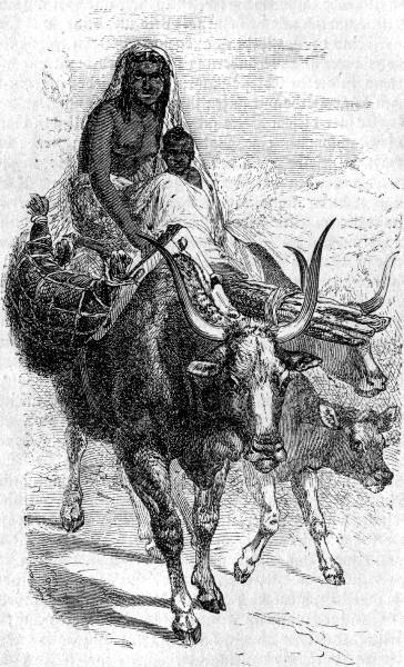 Hirtenfrau auf der Wanderung. Zeichnung von R. Kretschmer. Hirtenfrau auf der Wanderung. Zeichnung von R. Kretschmer.