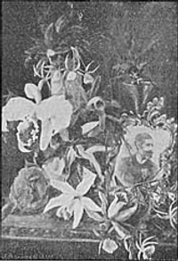 Orchideas―D. Alice Grilo Orchideas―D. Alice Grilo