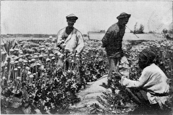 SPLITTING POPPY-HEADS TO START THE OPIUM JUICE. SPLITTING POPPY-HEADS TO START THE OPIUM JUICE.
