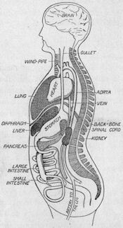 The Organs